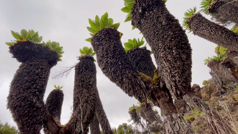 4K video of Dendrosenecio kilimanjari - high altitude Moorland zones unique plant. It is a giant groundsel found on Mount Kilimanjaro in Africa, Tanzania. Barranco Camp cca 3900m altitude.