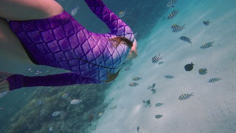 Woman snorkeling and watching tropical fish swimming near coral reef. Underwater view exotic fish in sea. Snorkling and diving in deep sea. Marine life in the shallow water. Slow motion