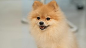 4K video Cute Fluffy Pedigree Pomeranian Dog, Dog Portrait looks at object with interest turns its head in different directions funny close up on home background looking at camera. Caring for pets.