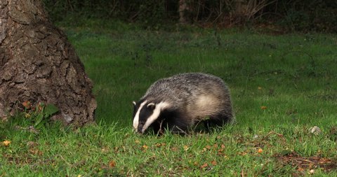 European Badger, meles meles, Adult walking on Grass, Normandy in France, Real Time 4K