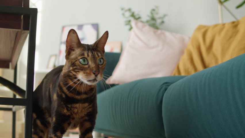 Shutterstock video thumbnail