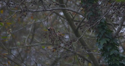 Goldfinch birds colourful feathers pecking seeds from tree branch winter forest slow motion