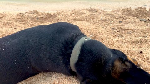 Cute colorful little dog with lying around and burying itself in the sand for fun. High quality FullHD footage