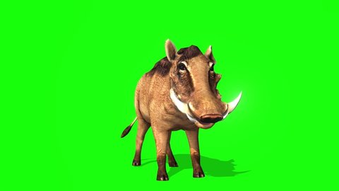 3D Warthog rotating green screen animation