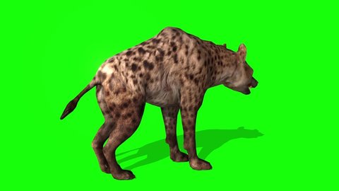 3D Spotted Hyena rotating green screen animation