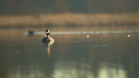 The great crested grebe (Podiceps cristatus) on the surface of a pond in the morning rising sun.