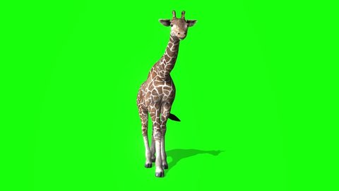 3D Giraffe rotating green screen animation
