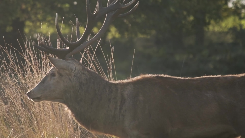 Close up profile tracking shot of Stag in Richmond park with cyclist in the background slow motion