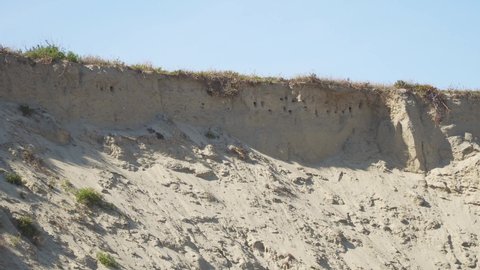 Close up on some Swallow nests in the white beach slope, steady camera, swallows flying around their nests.