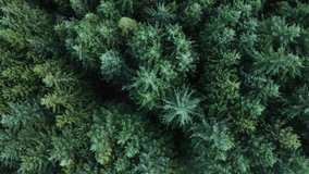 Top down view of beautiful boreal coniferous forest in Nelson, British Columbia. Vertical fly-over above vast thick forest in southern BC, Canada. 4k aerial footage of Canadian tourism concepts.