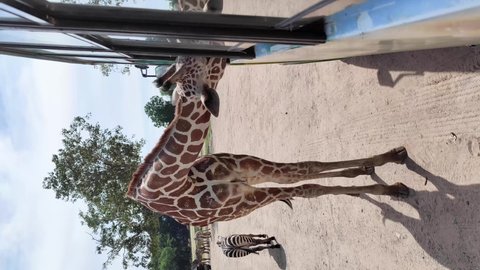 The giraffe in the zoo is eating food from tourists in the bus.