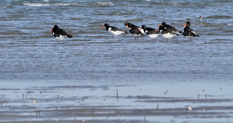 Eurasian oystercatcher (Haematopus ostralegus), or common pied oystercatcher, or palaearctic oystercatcher take off from mudflat (tidal flat)
