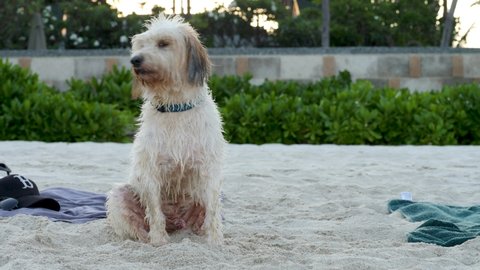 Ko Samui, Thailand - May 6, 2020: Fluffy dog sitting on sand beach. Dog-collar 