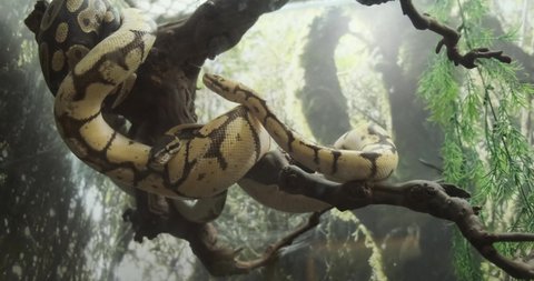 Two adult ball pythons hisses and sticks out its tongue in close-up at zoo reptile terrarium, shoot filmed through glass.
