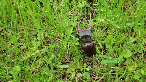 Stag beetle crawls in the green grass in the garden