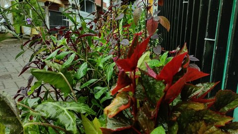 ornamental plants in front of the residents' houses that look fresh when the drizzle rains hit them.