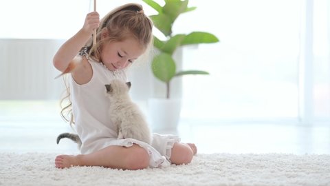 Cute child girl playing with ragdoll kitten and petting it. Pretty kid holding kitty cat in hands and hugging it