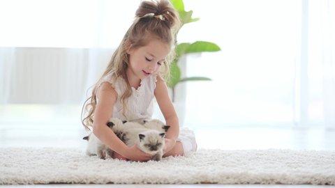 Pretty child girl petting ragdoll kittens at home and smiling. Beautiful kid happy with fluffy kitty cats in room with daylight