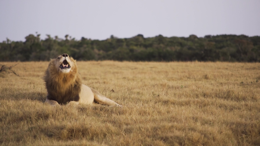 Male Lion roaring loudly during sunset