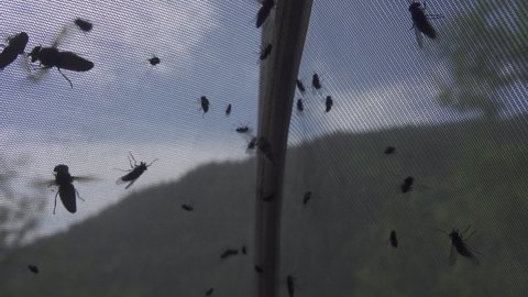 A large number of flies and horseflies on the window mosquito net in the summer.
