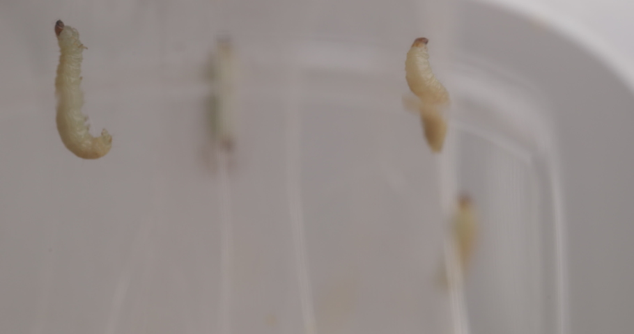 A larva of La Plodia interpunctella, commonly known as Indian mealmoth larva, ensnared in its silk web, showcasing its natural habitat and pest behavior