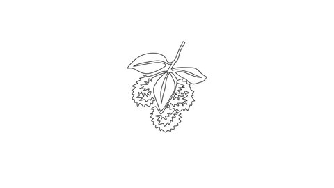 Animation of one line drawing of whole heap healthy organic rambutans for orchard logo. Fresh tropical fruitage concept for fruit garden icon. Continuous line self draw animated. Full length motion.