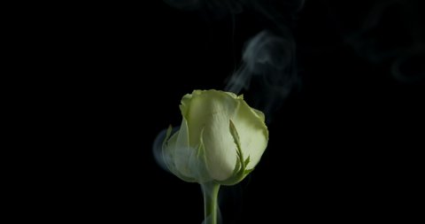 Flower Burn Fume Cute White Rose Stock Footage Video (100% Royalty-free ...