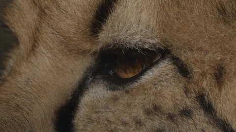 Amazing Close Up Shot Of Cheetah Eye, Detail Shot Of Cheetah 