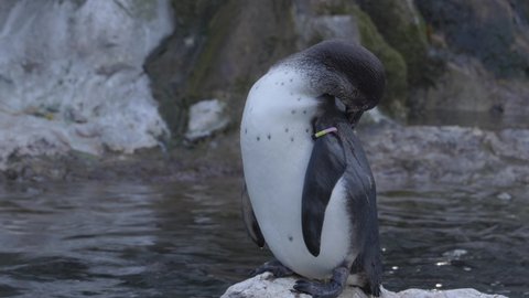 Close Shot Of Cute Humboldt Penguin Standing Near Water At Famous Vienna Zoo