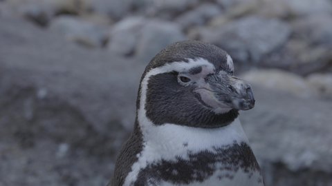 Close Up Shot Of Cute Humboldt Penguin Looking Straight To The Camera