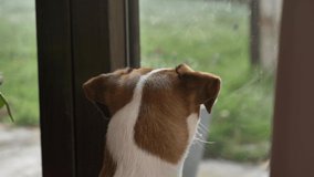 Young jack russell terrier looking at window in a garden 