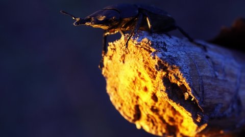 Big stag beetle is sitting on the tree and crawling filmed in macro on the sunset. It is moving antennas. Closeup footage of a horned insect in forest at summer evening. Little alive beings in a wood.