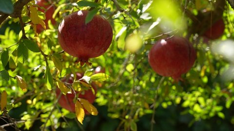 Close-up view 4k video footage of red riped juicy organic pomegranates growing on green tree branches outside in countryside