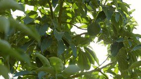 Close-up view 4k video footage of fresh green organic avocadoes growing on green tree branches outside in countryside