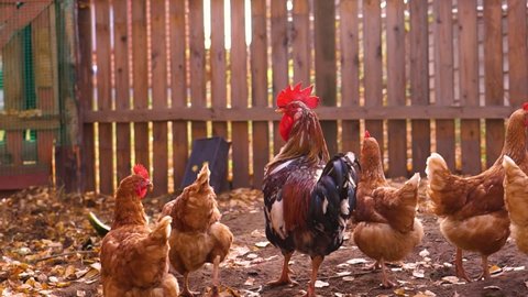 Long shot: six brown hens and one multi-colored pockmarked rooster are walking in the poultry yard. Autumn in the Russian village.