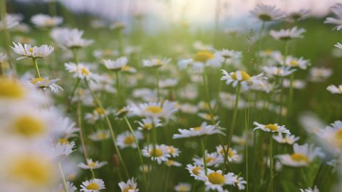 Daisy flowers swaying on the wind. Camera moves between white and yellow daisies in the rays of the setting sun. Nature, flowers, spring, biology, fauna, environment, ecosystem. Slow motion gimbal