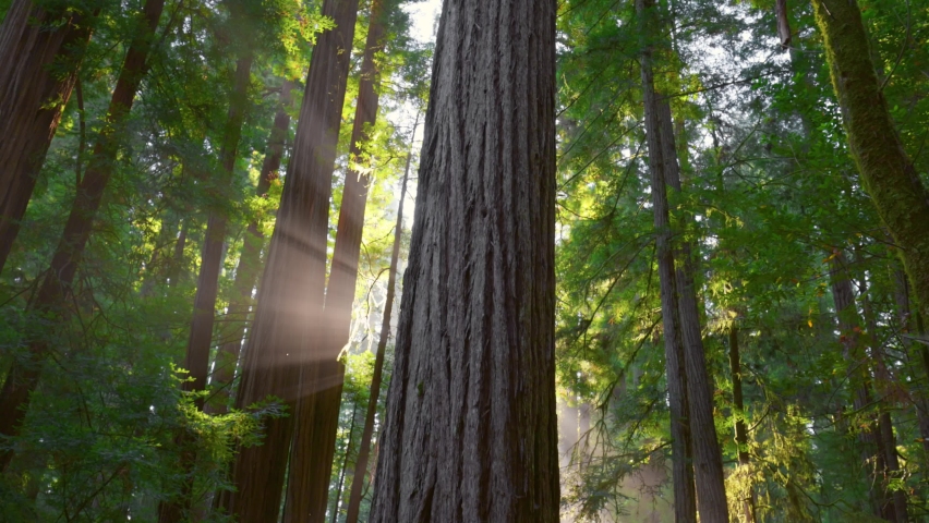 Redwood national park, United States. Sun breaks through from the trunks of redwoods, forming the sunrays in the mist Camera moves between the huge trunks of redwoods | Shutterstock HD Video #1082411209