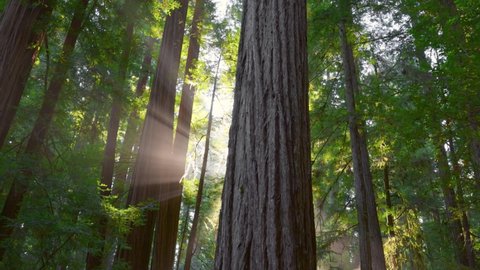 Redwood national park, United States. Sun breaks through from the trunks of redwoods, forming the sunrays in the mist Camera moves between the huge trunks of redwoods