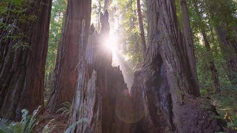 Sunrise in Redwood national park, USA. The camera moves along the old huge sequoia tree, sun comes out from behind tree trunk. Gimbal 4K shot
