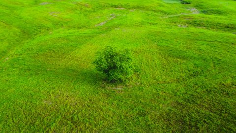Aerial view of grass on a cattle farm, (BPTU-HPT Indrapuri), Aceh, Indonesia.