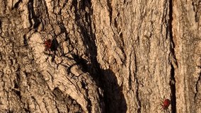 Beetles soldiers climb the bark. For video presentation, advertising, background. 