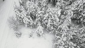 Interestingly snow-covered winter forest in cool weather, aerial view. The trees are covered with white frost and snowflakes. The fabulous nature is ready to celebrate the New Year and Christmas. UHD