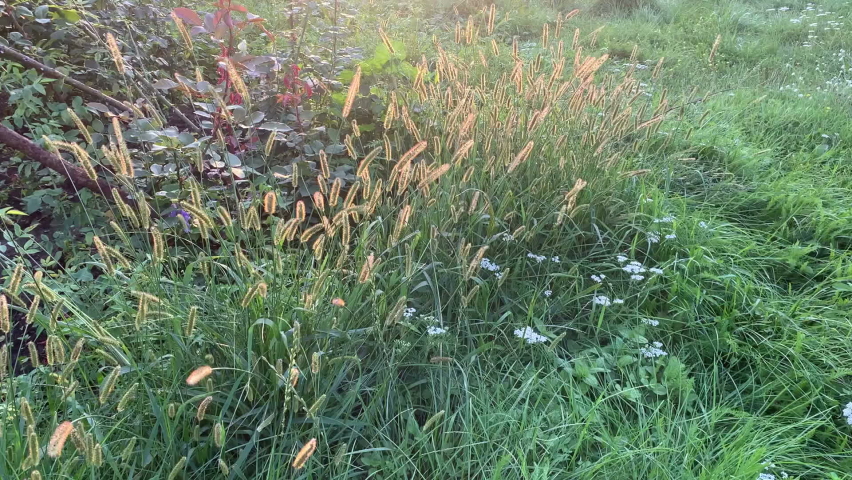 Different herbs and flowers in the garden. For video presentation, advertising, background. 