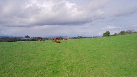 Cows and Bulls on Fields from a drone, Torquay, Devon, England, Europe