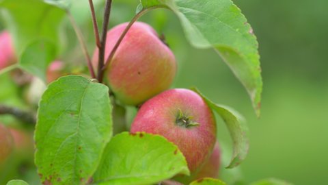 Apple trees in the orchard in 4k slow motion 60fps
