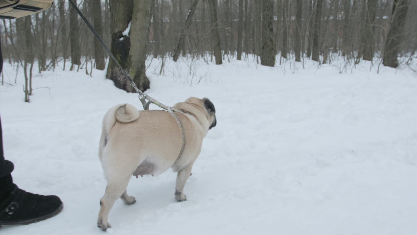 Dogs of different breeds meet on a walk. Winter park, cold weather. Pug dog morning walk. Pug dog, Bernese mountain dog and Kerry blue terrier sniffing each other. Big and small dogs