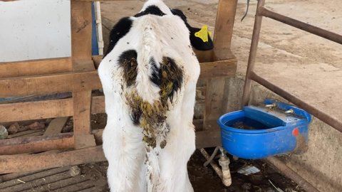 diarrhea calf. calf view from behind. diseased calves and flies.