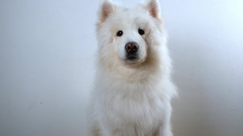 The beautiful white dog looks straight ahead. Large white fluffy dog Samoyed.