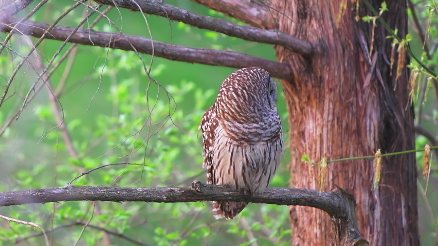 Closeup long shot of barred owl perched on tree branch bird of prey hunting, looking for prey swiveling head in forest of Fairfax County, Northern Virginia Royalty-Free Stock Footage #1082438026