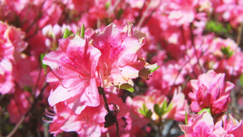 Macro closeup of pink rhododendron azalea flowers with green foliage leaves on bush and leaves in garden park in Blue Ridge Mountains, Virginia parkway moving shaking in wind